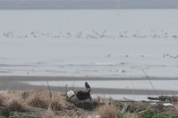 イソヒヨドリ 葛西臨海公園 2018年12月22日(土)