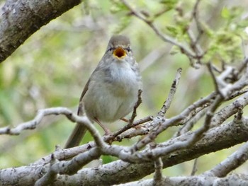 ウグイス 舞岡公園 2024年4月12日(金)