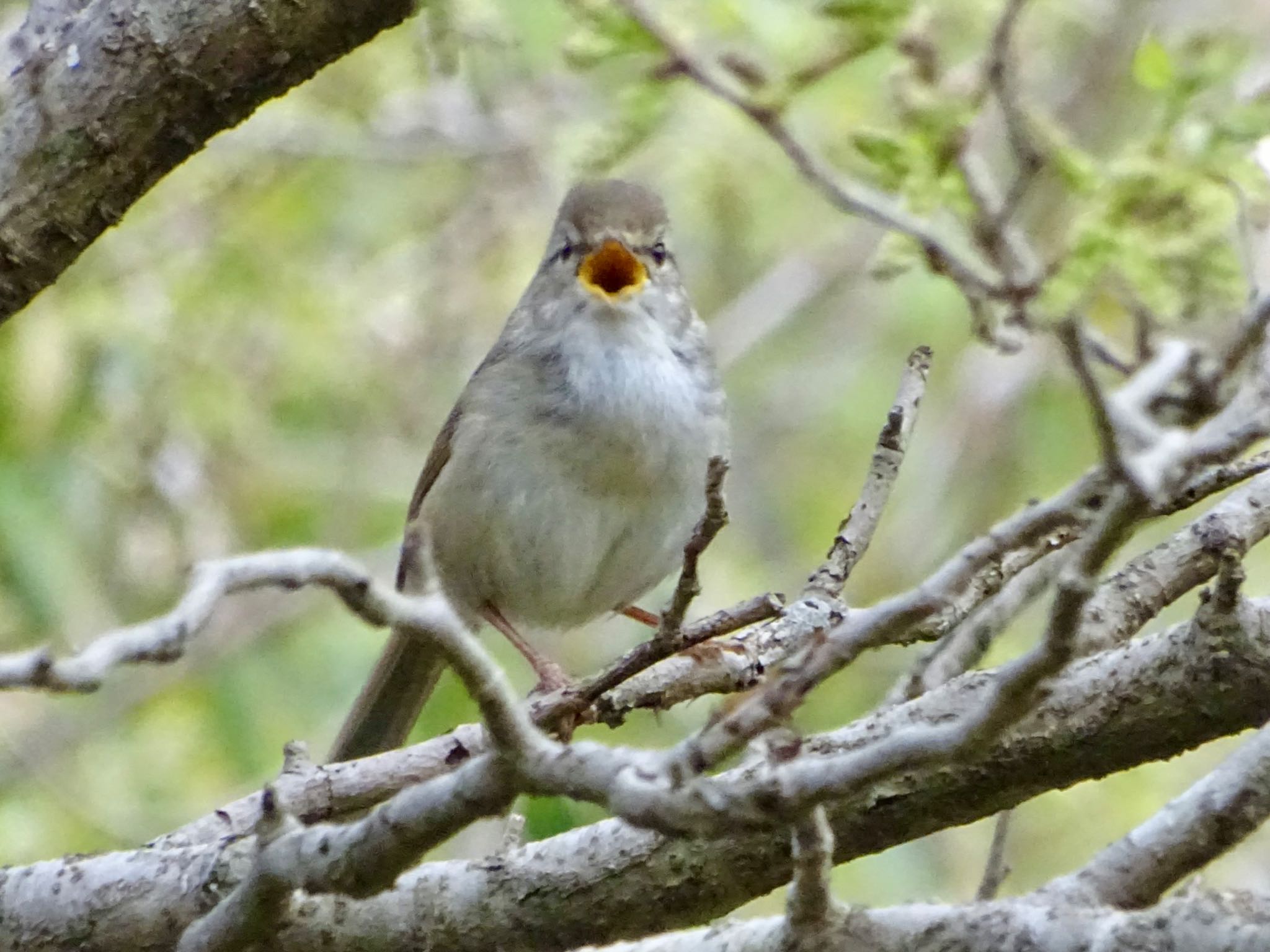 舞岡公園 ウグイスの写真 by KAWASEMIぴー