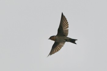 Pacific Swallow Unknown Spots Sat, 4/6/2024