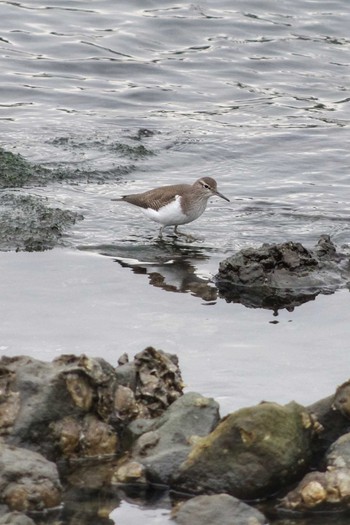 Common Sandpiper Kasai Rinkai Park Sat, 12/22/2018