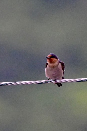 Pacific Swallow Unknown Spots Sat, 4/6/2024