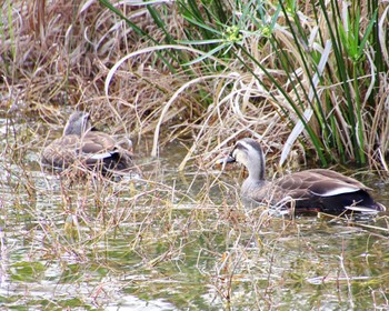 Eastern Spot-billed Duck 万代池 Fri, 4/5/2024