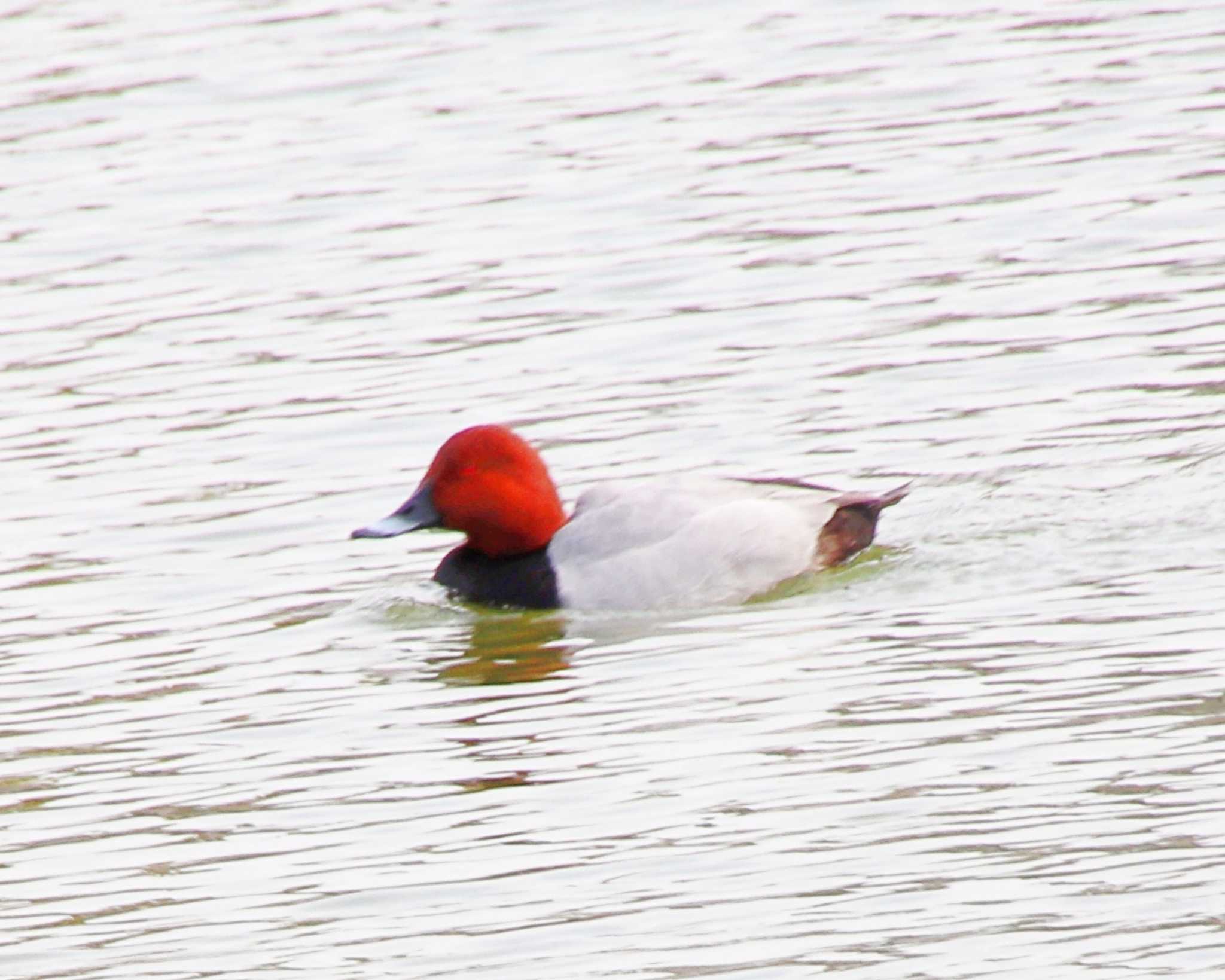 Photo of Common Pochard at 万代池 by Ken Mimura