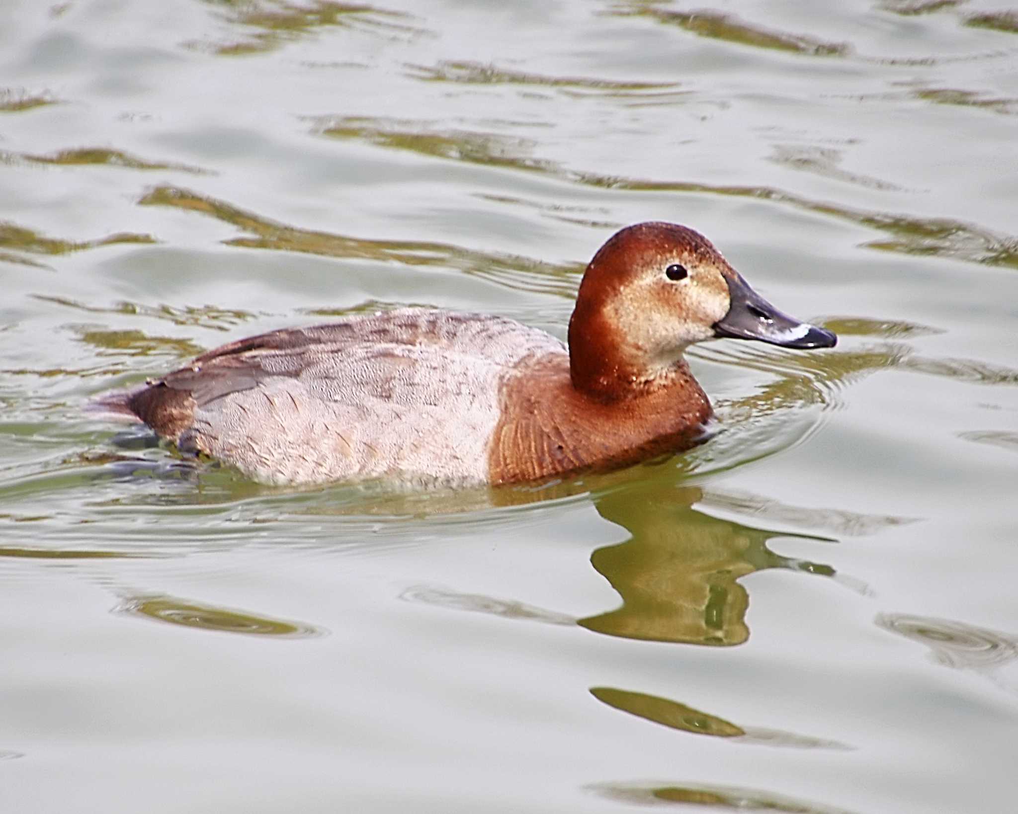 Photo of Common Pochard at 万代池 by Ken Mimura