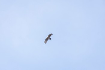 Mountain Hawk-Eagle Unknown Spots Fri, 4/12/2024