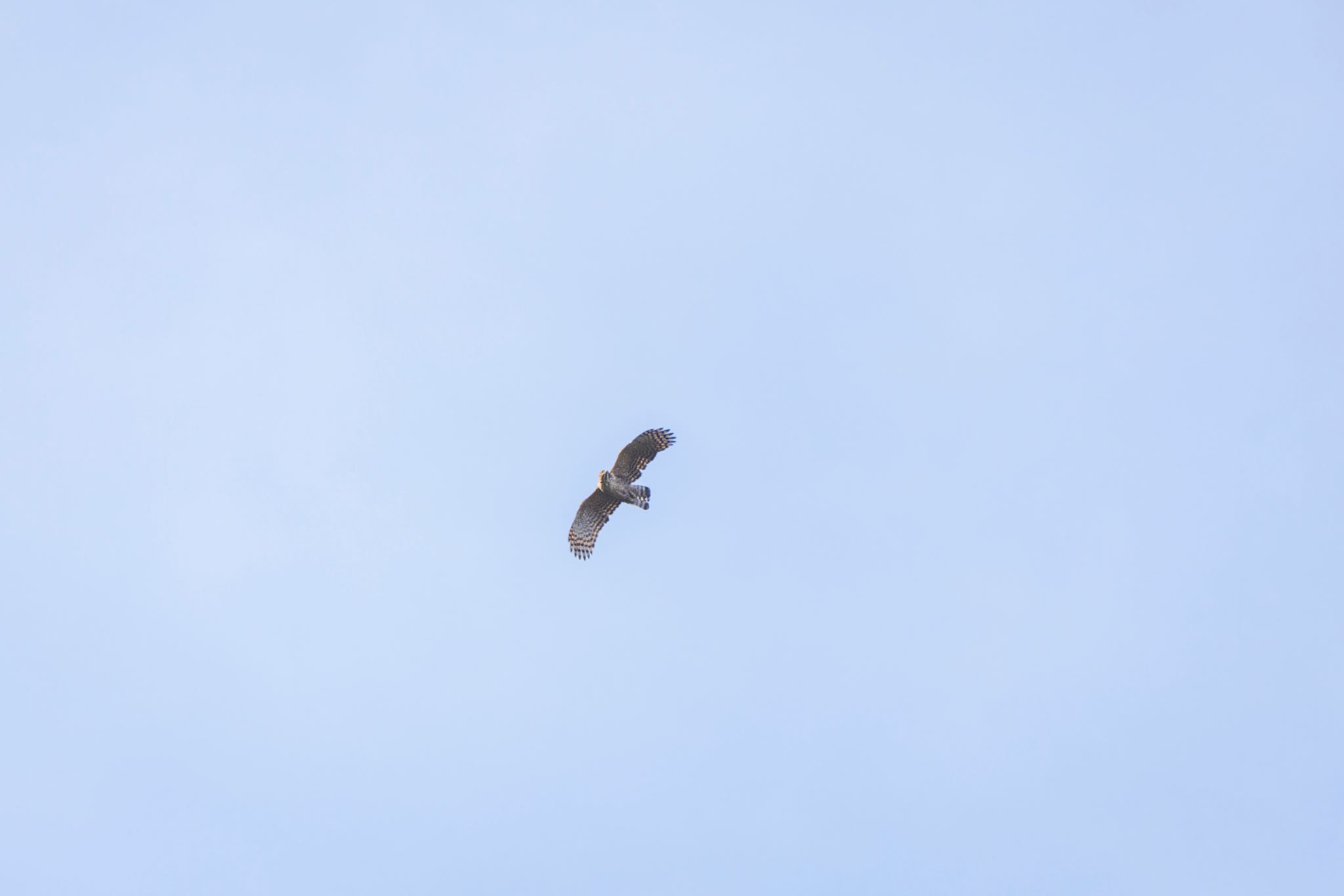 Photo of Mountain Hawk-Eagle at  by SNT