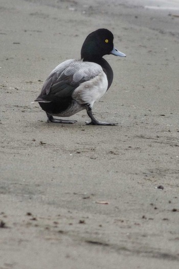 Greater Scaup Kasai Rinkai Park Sat, 12/22/2018