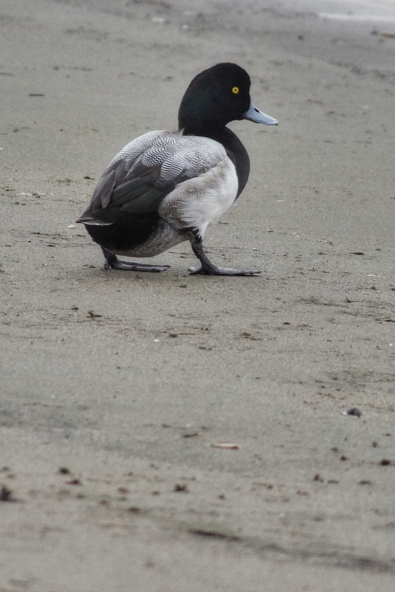 Greater Scaup