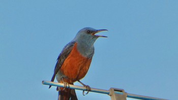 Blue Rock Thrush 自宅前 Fri, 4/12/2024