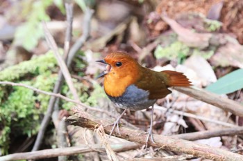 Japanese Robin 兵庫県神戸市 Thu, 4/11/2024