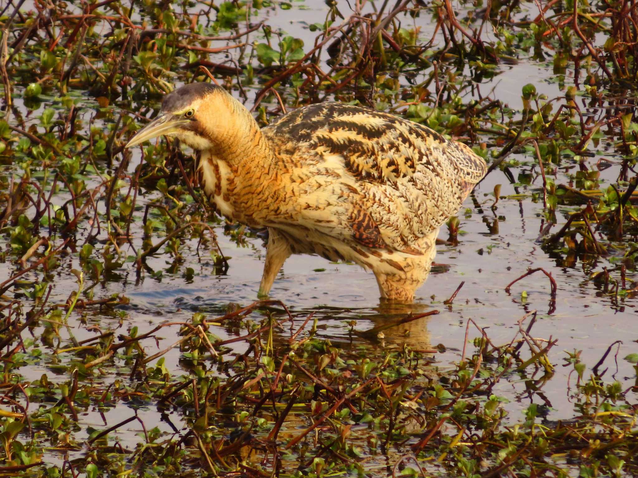 Photo of Eurasian Bittern at 伊庭内湖 by ゆ