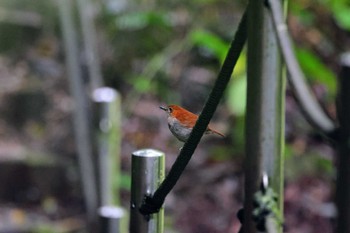 ホントウアカヒゲ 比地大滝 2024年4月7日(日)