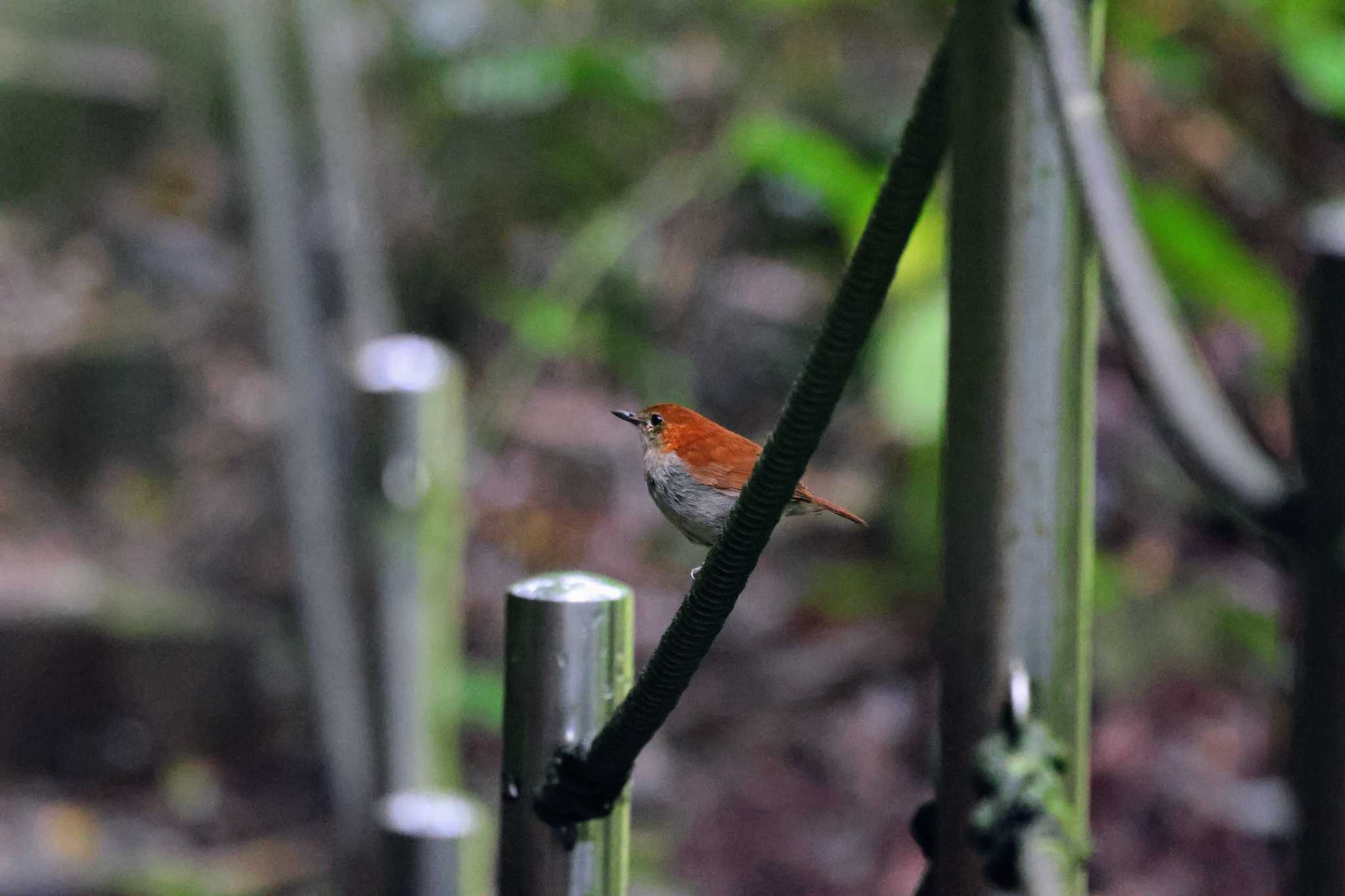 Photo of Okinawa Robin at Hijiotaki by トビトチヌ