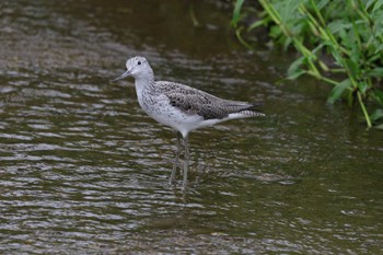 Common Greenshank 金武町田いも畑(沖縄県) Sun, 4/7/2024