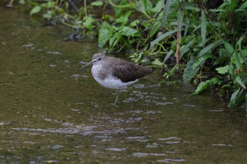 Green Sandpiper 金武町田いも畑(沖縄県) Sun, 4/7/2024