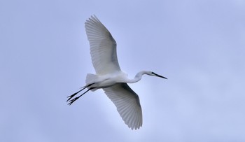 Great Egret(modesta)  磐田市 Sat, 4/6/2024