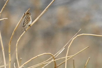 Common Reed Bunting 千葉県利根川 Wed, 4/3/2024