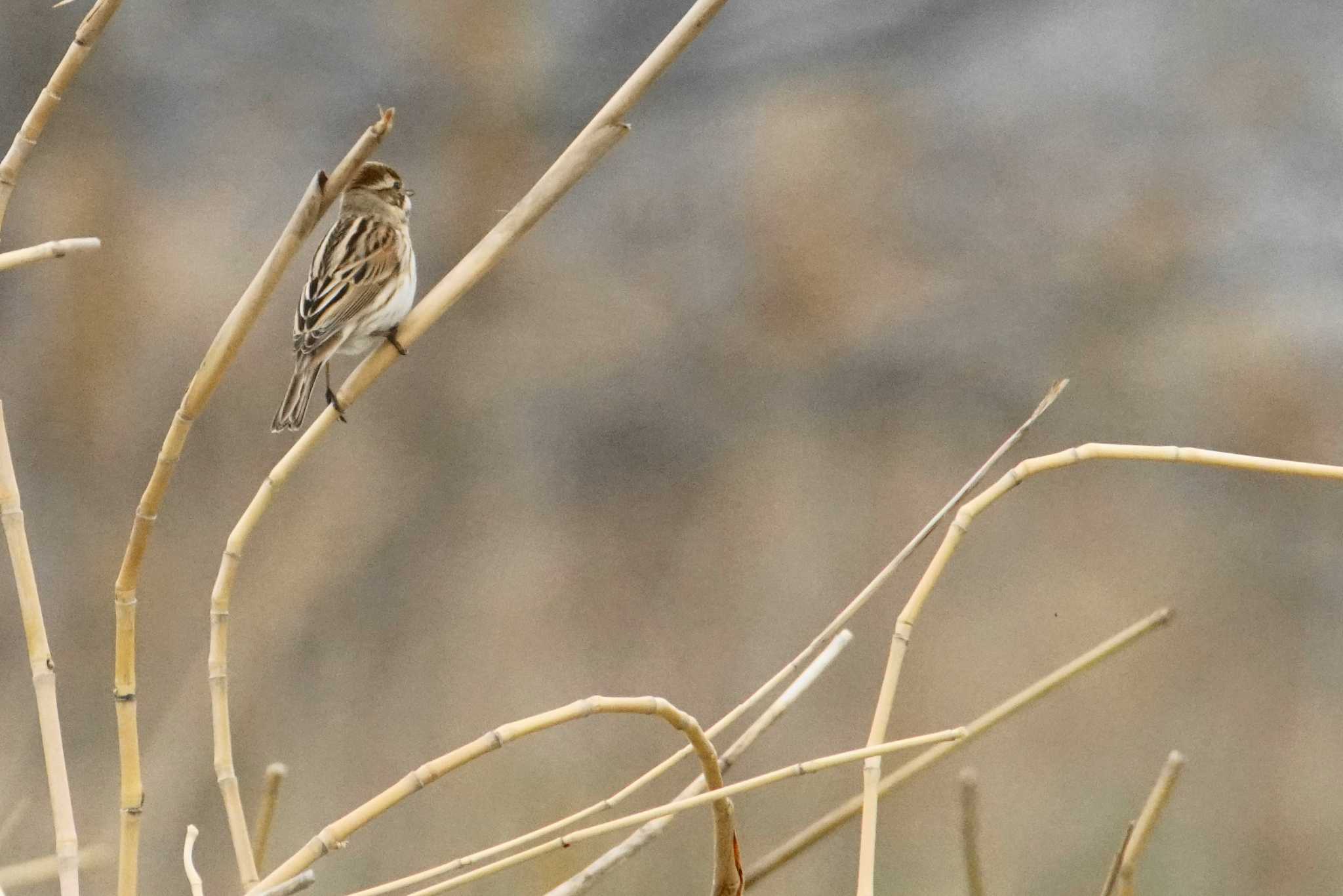 Photo of Common Reed Bunting at 千葉県利根川 by bea