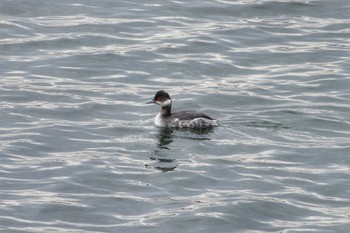 Black-necked Grebe Kasai Rinkai Park Sat, 12/22/2018