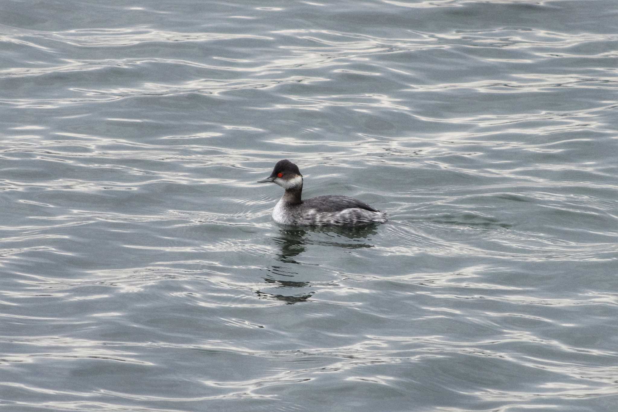 Black-necked Grebe