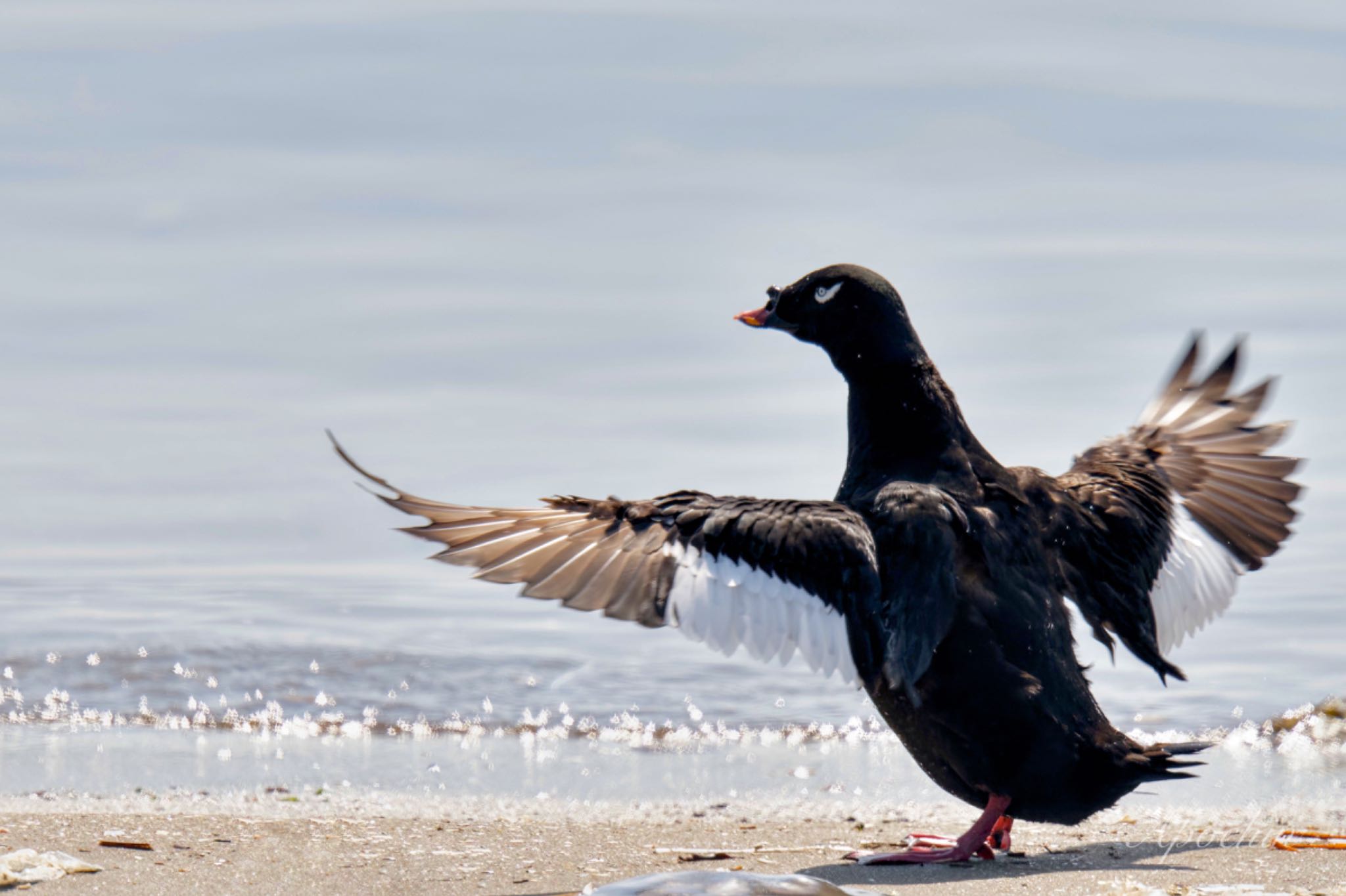 White-winged Scoter