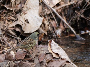 Masked Bunting 秩父 Fri, 4/12/2024