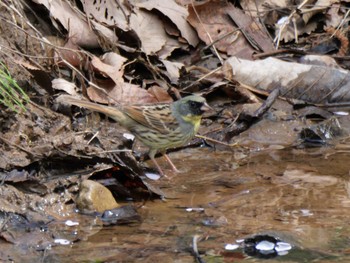 Masked Bunting 秩父 Fri, 4/12/2024