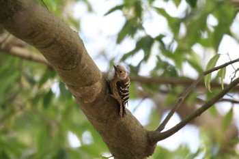 Japanese Pygmy Woodpecker 自宅近辺 Thu, 4/11/2024