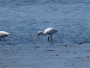 Black-faced Spoonbill Fujimae Tidal Flat Fri, 4/12/2024