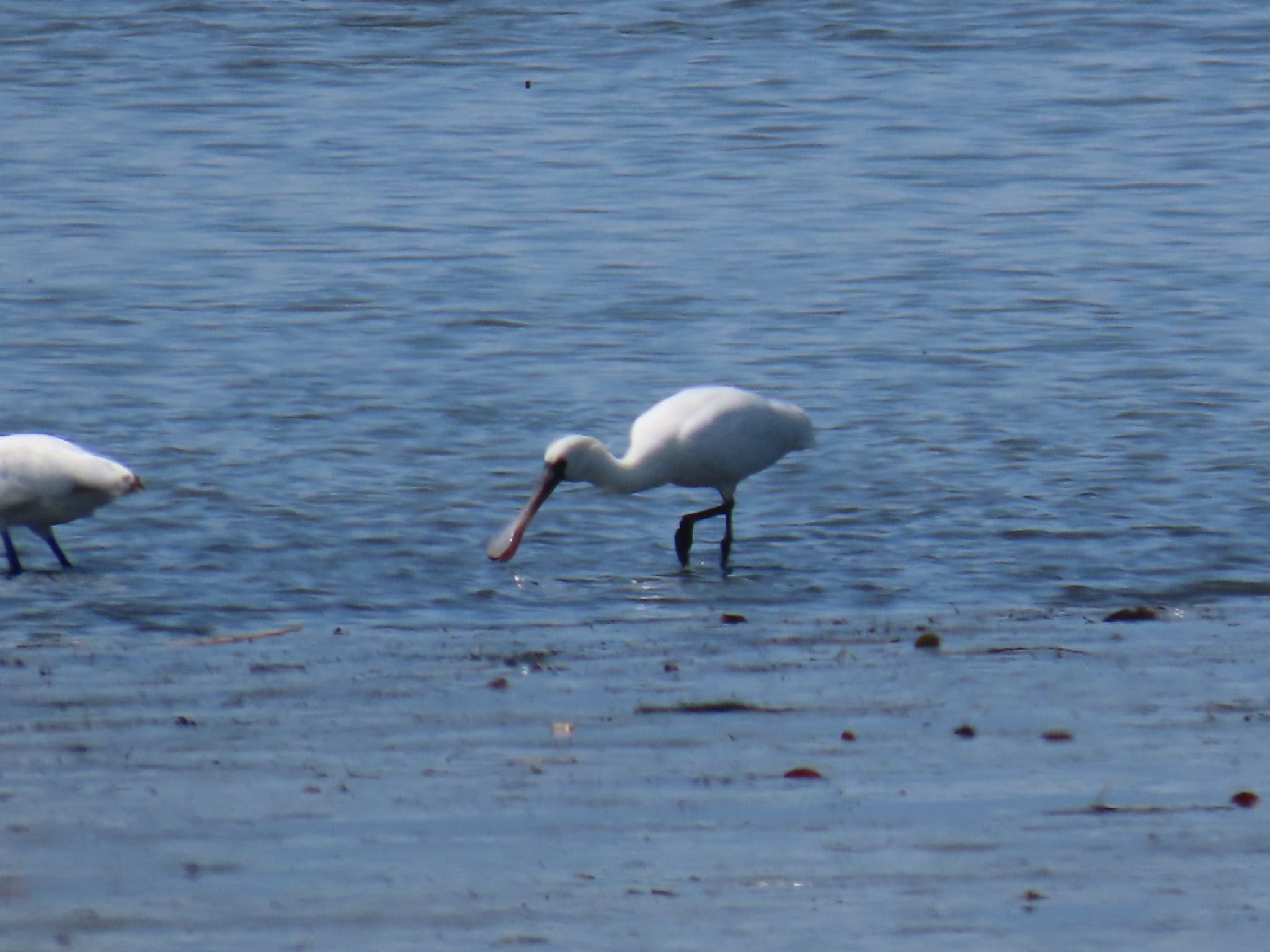 Photo of Black-faced Spoonbill at Fujimae Tidal Flat by Maki