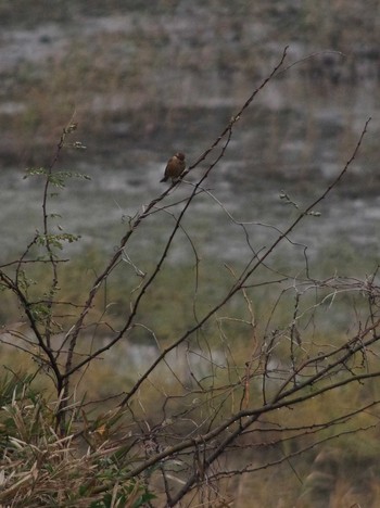 Bull-headed Shrike Kasai Rinkai Park Sat, 12/22/2018