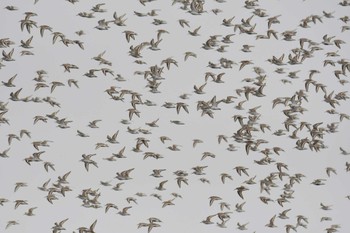 ハマシギ ふなばし三番瀬海浜公園 2024年4月6日(土)