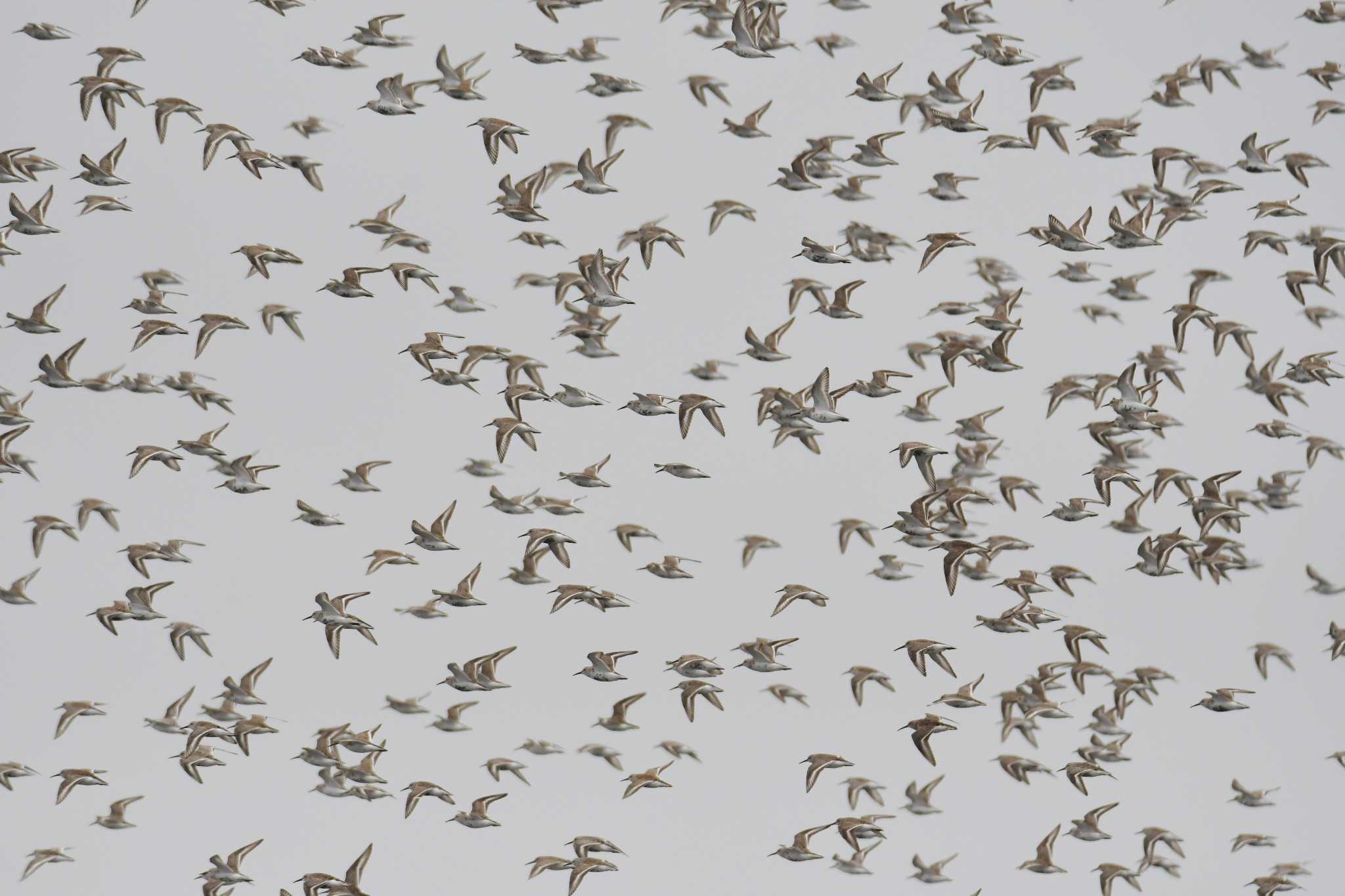 Photo of Dunlin at Sambanze Tideland by あひる