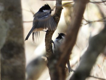 Coal Tit 山中湖周辺 Wed, 4/10/2024