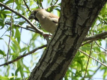 Hawfinch 麻機遊水地 Thu, 4/11/2024