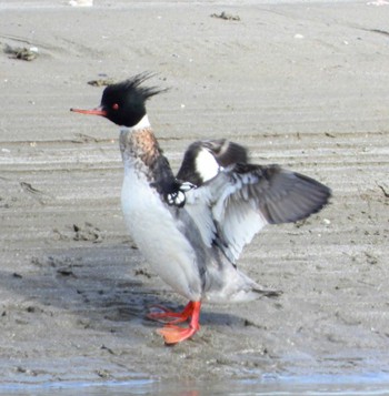 Red-breasted Merganser Unknown Spots Sat, 3/2/2024