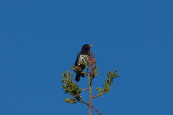 Japanese Thrush 神奈川県 Wed, 4/10/2024