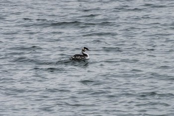 カンムリカイツブリ 葛西臨海公園 2018年12月22日(土)