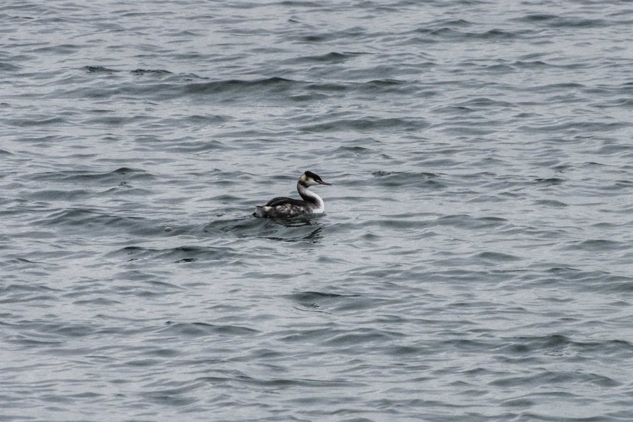 Great Crested Grebe