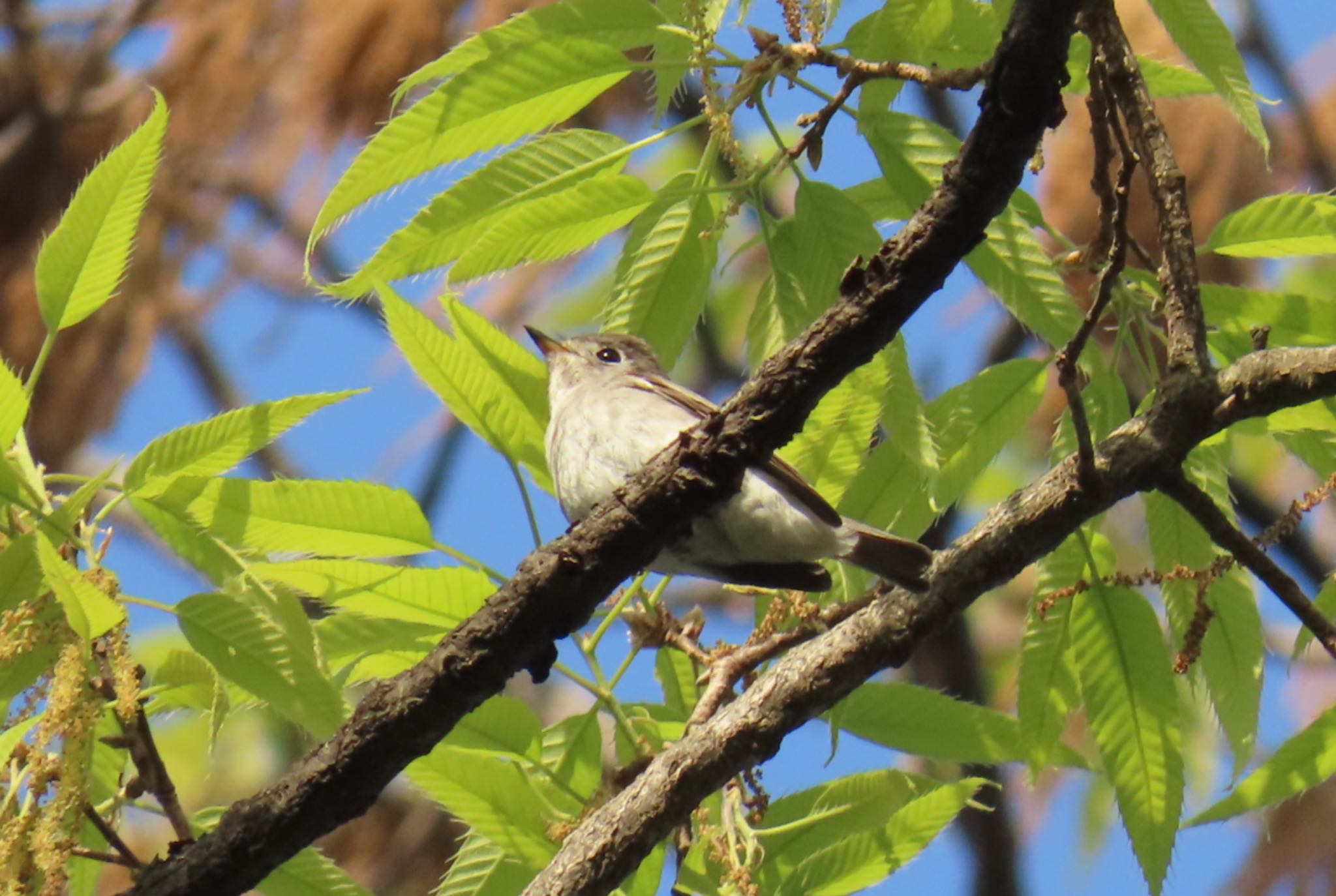 Asian Brown Flycatcher