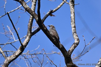 ヒヨドリ 丸火自然公園 2024年4月13日(土)