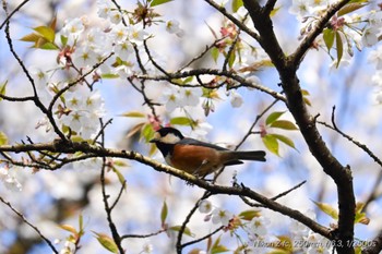 ヤマガラ 丸火自然公園 2024年4月13日(土)