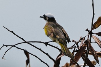 Light-vented Bulbul Unknown Spots Thu, 4/4/2024