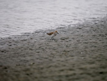 ヒメハマシギ ふなばし三番瀬海浜公園 2024年4月6日(土)