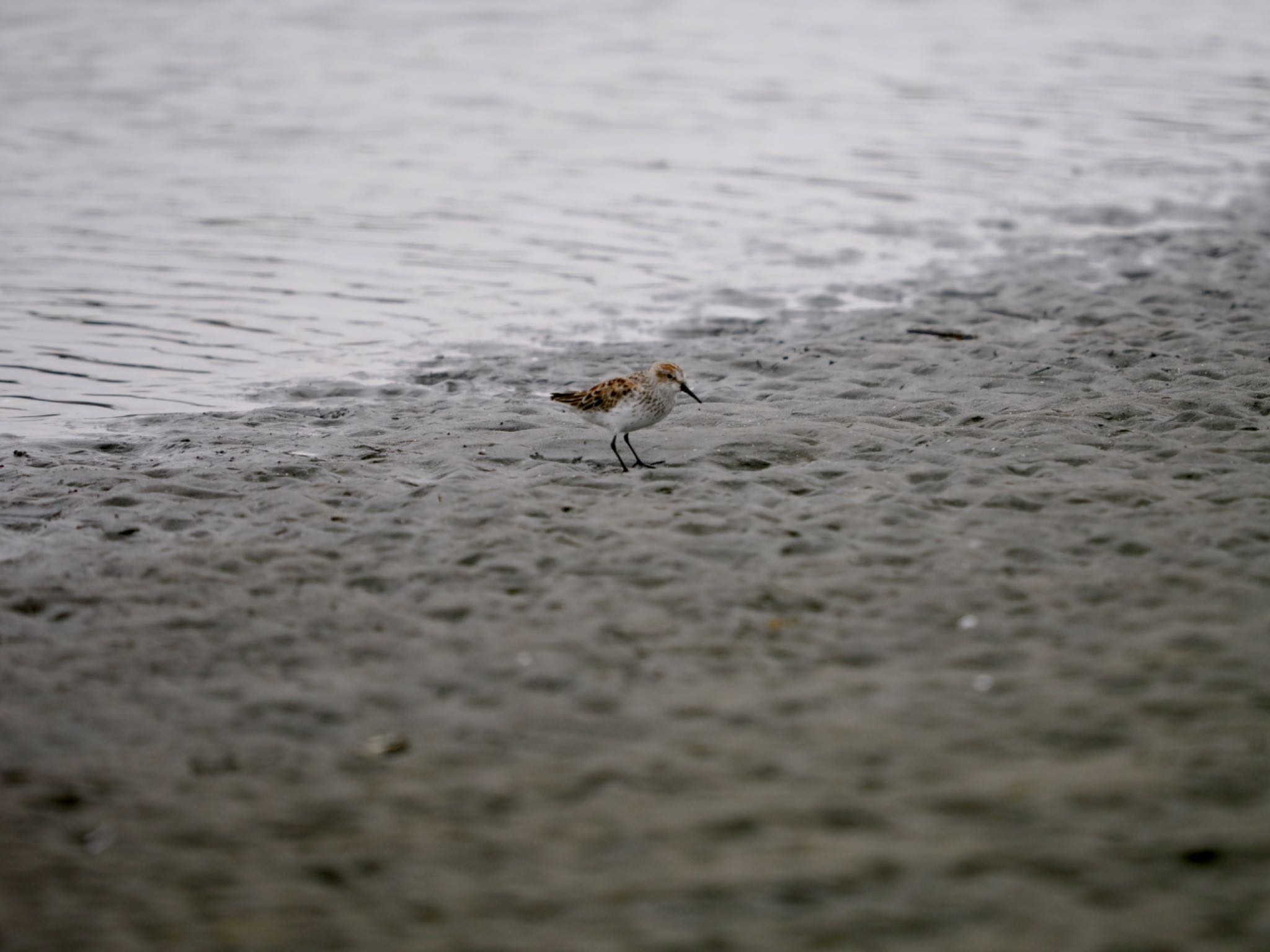 ふなばし三番瀬海浜公園 ヒメハマシギの写真 by 孝一