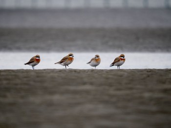 Siberian Sand Plover Sambanze Tideland Sat, 4/6/2024