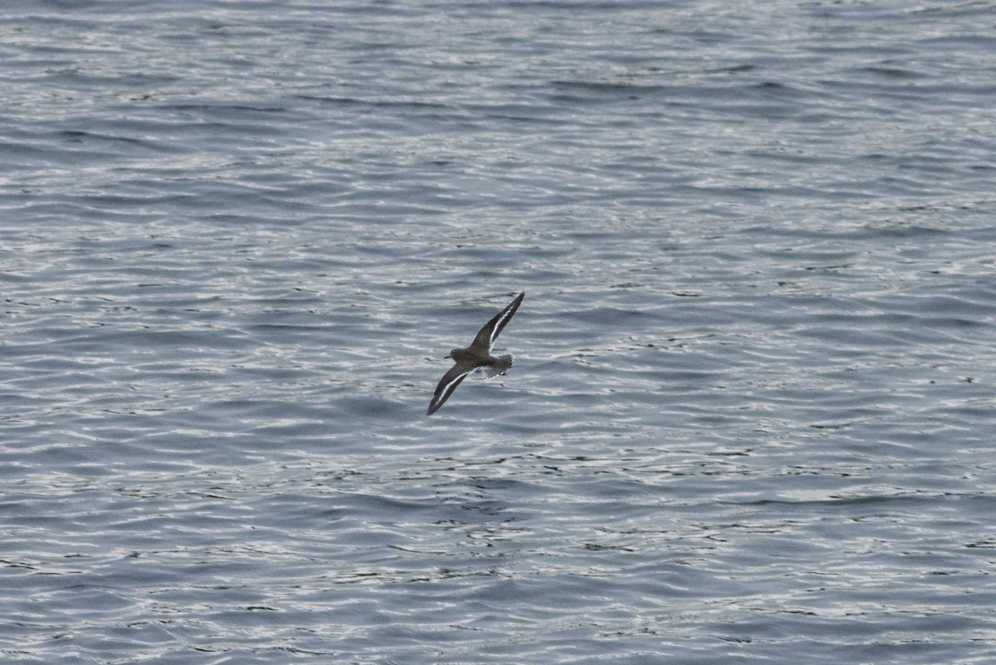 Common Sandpiper