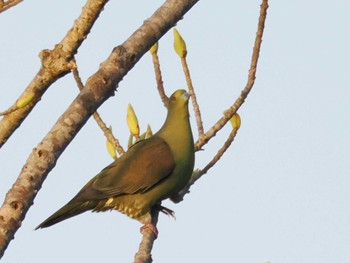 Ryukyu Green Pigeon Amami Nature Observation Forest Thu, 4/11/2024