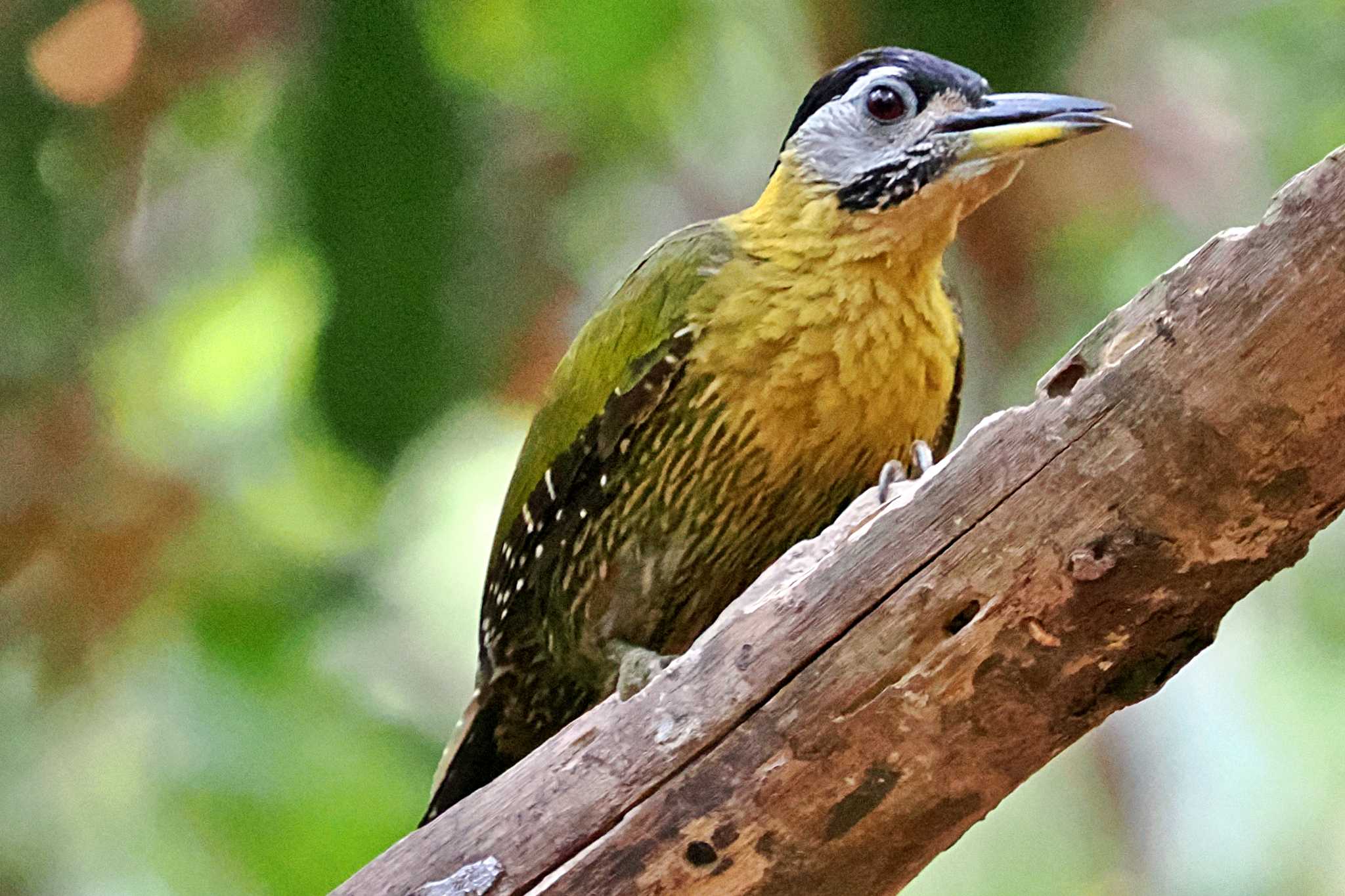 Photo of Laced Woodpecker at ベトナム by 藤原奏冥